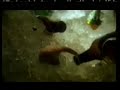 Tooheys Extra Dry Commercial