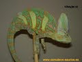 Camaleones y reptiles de nuestros terrarios