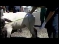 Click here to watch this video Veterinarians Check In Benton County Fair Show Animals