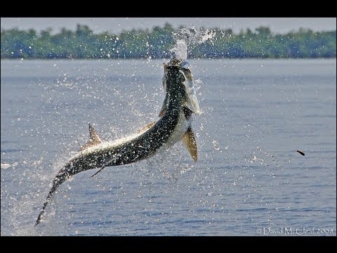 Saltwater Experience: