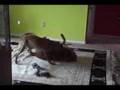 Bullmastiff video