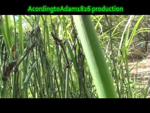 how to transplant equisetum