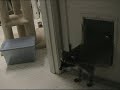 Raccoons In The Cat Food