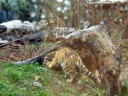 cute Tiger kitten playing in the rain