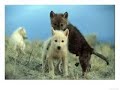 Wolves love
