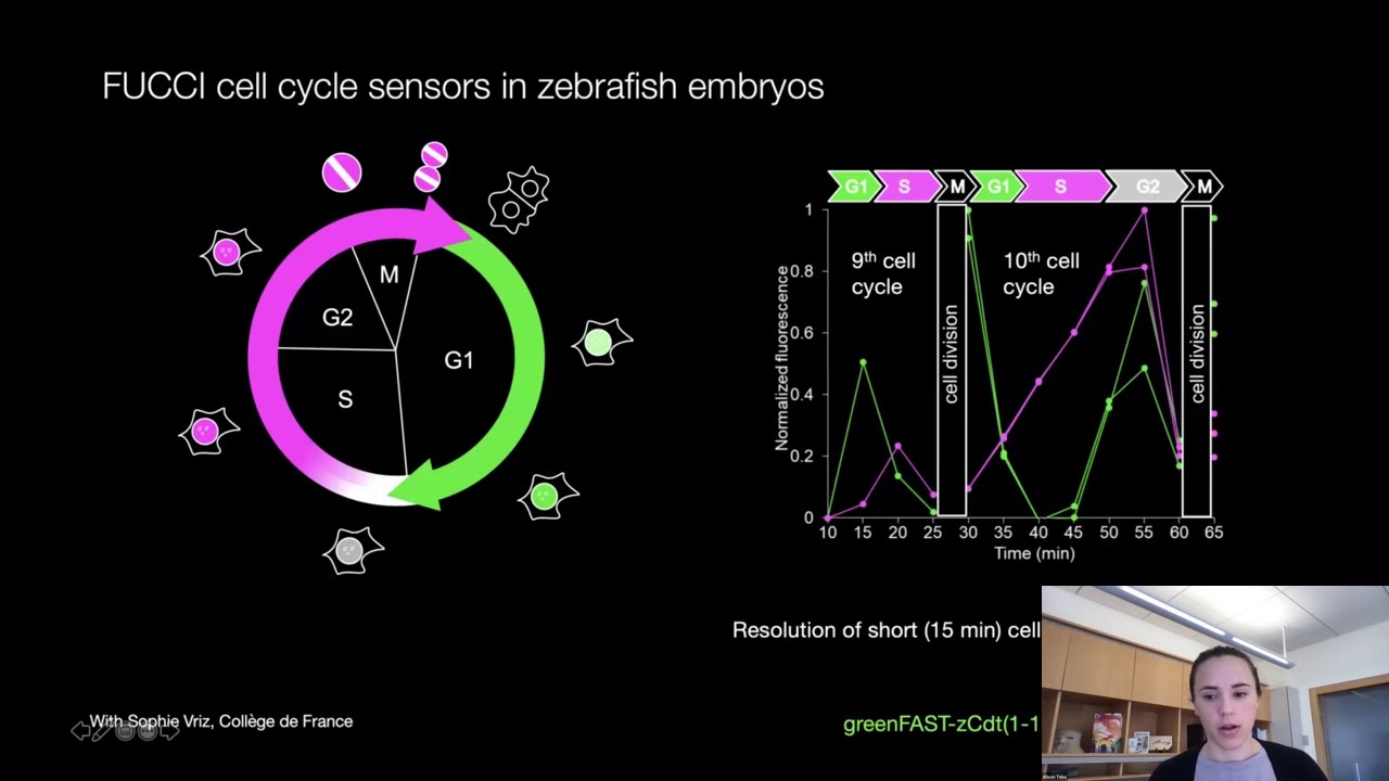 Alison Tebo: “Imaging cellular biochemistry using chemical-genetic tools”