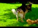 Howard chronicles- palying with Cahn the german sheperd