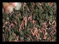 Revisiting the Worm Harvest Revisiting the Worm Harvest