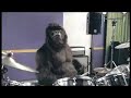 Cadbury Gorilla Drummer: 50 Cent Remix! The Real "G"-Unit