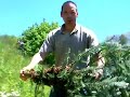 Faith Mountain Farm - First Spring Swarm
