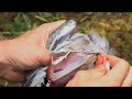 Tips til hvordan fl� ut brystfilet av ringdue