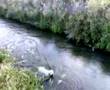 Labrador Retriever video