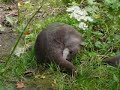 More Otters