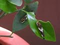 かわいいアゲハの幼虫くん　( kekana - WES )