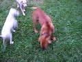 Buldogue campeiro X Veadeiro pampeano