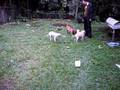 Buldogue campeiro X Veadeiro pampeano