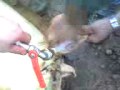 videos de Villagrande Strisaili - Pulizia orecchie, metodo nostrano