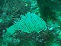 Snakelocks anenome Snakelocks anenome