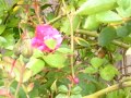 SPRING 2008