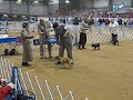 Nolan River Kennel Club, Glen Rose, TX January 5, 2009 French Bulldog Puppies 6-9 months Nolan River Kennel Club, Glen Rose, TX January 5, 2009 French Bulldog Puppies 6-9 months