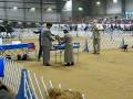 videos de Nolan River Kennel Club, Glen Rose, TX January 5, 2009 French Bulldog Puppies 6-9 months