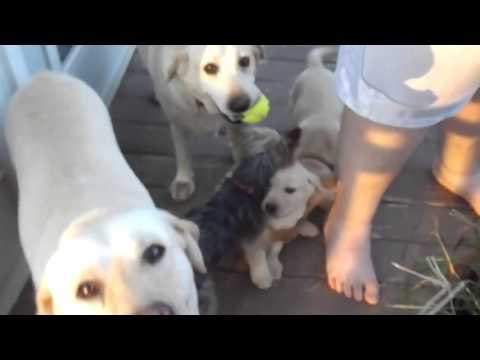 puppies playing outside after first shots