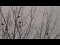 winter gold(finch)