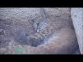 Bobcats in Backyard
