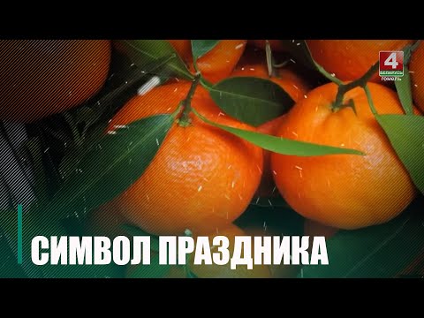 Даведаліся, ці хопіць гамяльчанам мандарынаў на Новы год видео