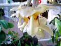 Christmas stanhopea wardii peace on earth and good will to ALL in the coming year