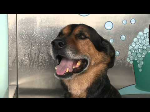 All About Animals TV Show