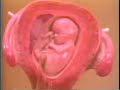 grito silencioso   silent screen 2