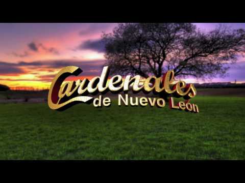 Complemento Perfecto - Cardenales de Nuevo León