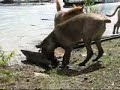 Dogs Playing With Sticks