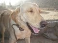 El diario de un perro