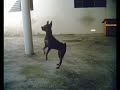 Luna e Madona zuando em Bragan�a Paulista