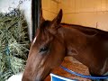 The eve of Complexity's race on Bobby Frankel & Zenyatta day at Hollywood Park.