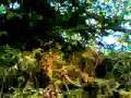 nokia bilder neu 3 megapixel 020.3gp