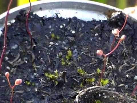 how to grow utricularia