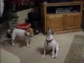 Jack Russels Doin\ Jack Russels Doin\