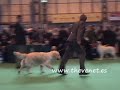 Crufts 2008 Golden Yearling Bitch