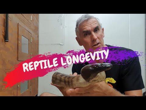 YouTube reptile video