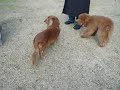【休日の午後】rickyが公園で会いました☆