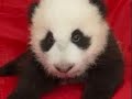 Baby Panda Bears! Baby Panda Bears!