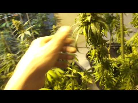 how to tell when og kush is ready to harvest