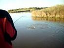 Brady Redfishing Brady Redfishing
