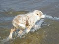 Quinn red merle collie pup.wmv