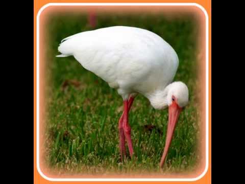 grand national results