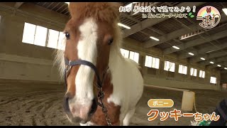 #05　馬を近くで見てみよう！in 馬っこパーク・いわて