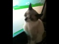 Narcoleptic Kitten Hating on Gmail